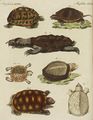 Merkwürdige Schildkröten