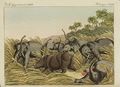 Der Kampf des Rhinoceros mit dem Elephanten