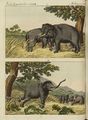 Elephantenfang durch Lockelephanten
