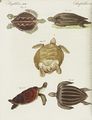 Merkwürdige See-Schildkröten