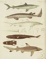 Merkwürdige Haifischarten