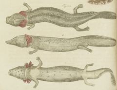 Ad99998 11 038a Interlinking_Pictura