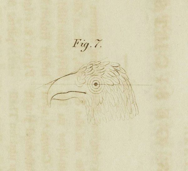 Camper, Petrus Interlinking_Pictura