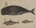 Drey Wallfisch-Arten