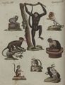 Acht Affen-Arten
