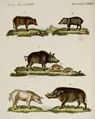 Schweine verschiedener Art