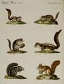 Eichhörnchen verschiedener Art