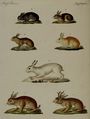 Hasen und Kaninchen