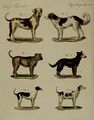 Hunde verschiedener Art