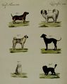 Hunde verschiedener Art