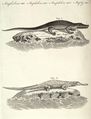 Crocodil-Arten
