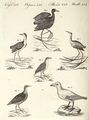 Sumpfvögel verschiedener Art