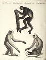 Drei Affen-Arten