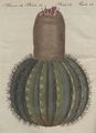 Süd-Amerikanische Fackel-Disteln : Die Melonenförmige Fackeldistel