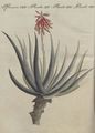 Arzenei-Pflanzen : Die Aloe von Soccotora