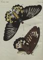 Ausländische Schmetterlinge von ausserordentlicher Grösse : Der Remus-Tagfalter