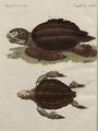 Schildkröten von ausserordentlicher Grösse