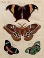 Ausländische Schmetterlinge
