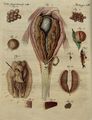 Der Roggen oder Ovarium des Karpfen und der Malermuschel
