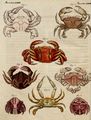 Verschiedene Krabben-Arten