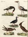 Merkwürdge Sumpfvögel