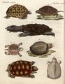 Merkwürdige Schildkröten