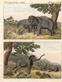Elephantenfang durch Lockelephanten