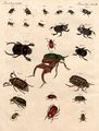 Merkwürdige Käfer