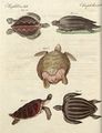 Merkwürdige See-Schildkröten