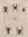 Merkwürdige Spinnen