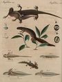 Naturgeschichte des Wassersalamanders