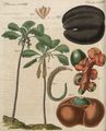 Merkwürdige Pflanzen : Die doppelte Cocusnuss oder die Cocusnuss der Seschellen