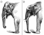 Elefants comparative anatomy.png